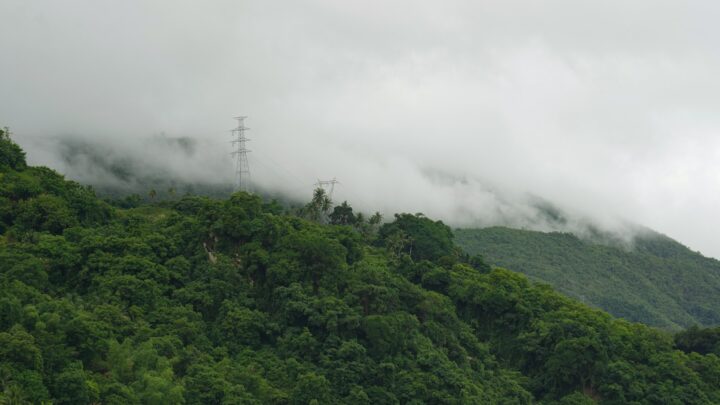 a forest with power lines