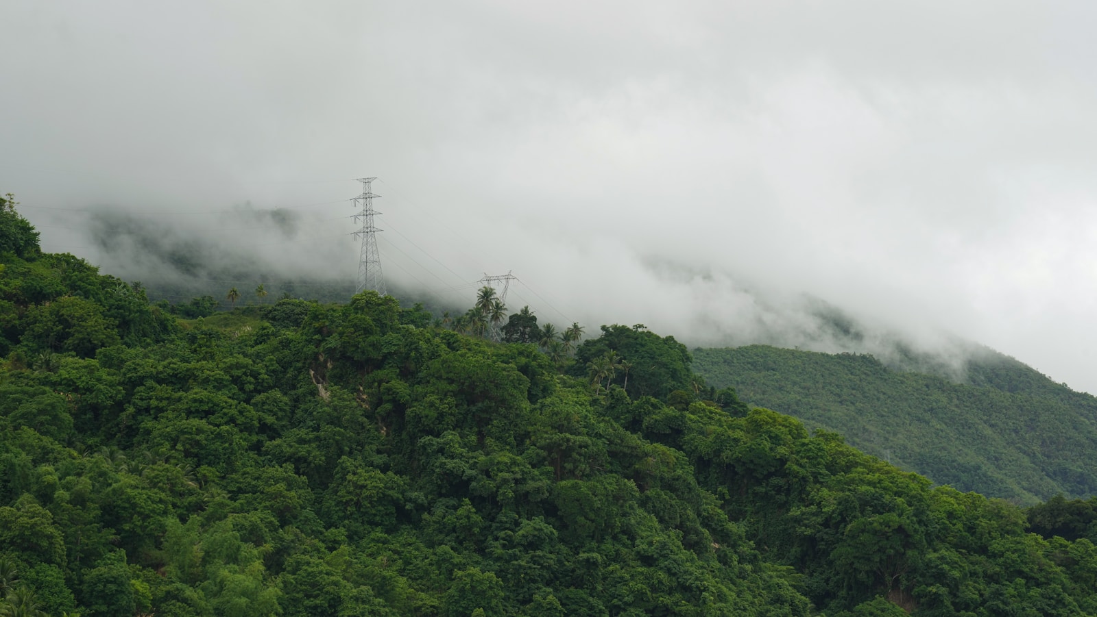 a forest with power lines